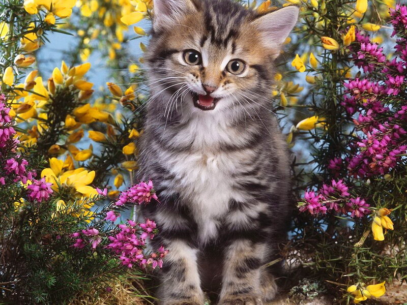 Striped Kitten in Flowers — Brown