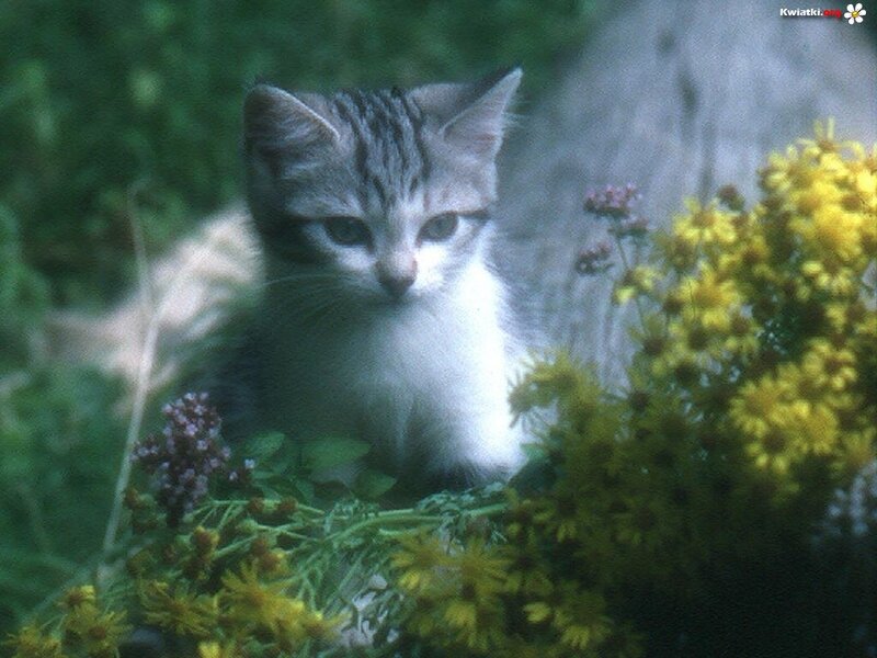 Striped Kitten in Flowers