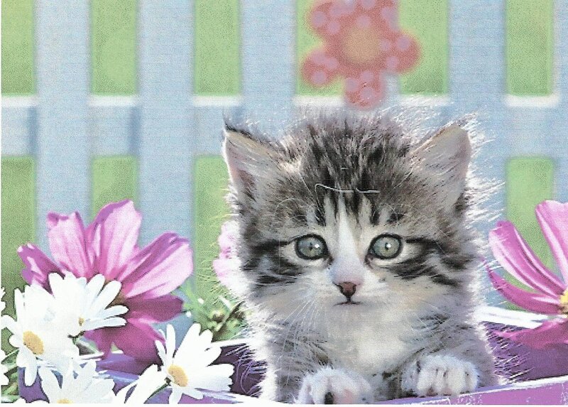 Striped Kitten in Flowers — White