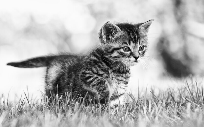 Striped Kitten in Grass — Black
