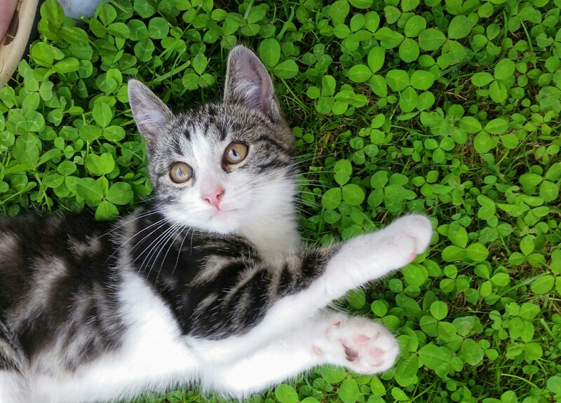 Striped Kitten in Grass — Green, Calm, Afternoon, Photograph, Clover