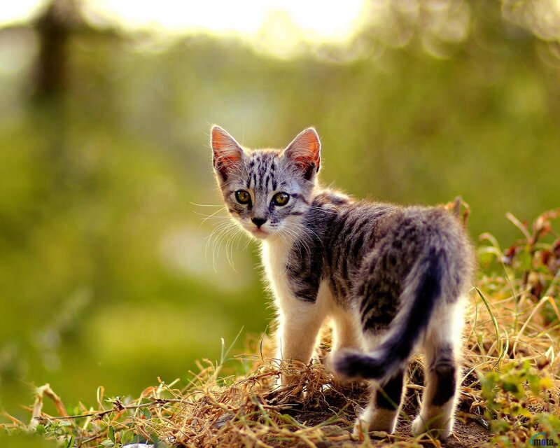 Striped Kitten in Grass — Green, Calm, Afternoon, Photograph, Sunlight