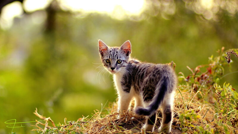 Striped Kitten in Grass — Green, Calm, Afternoon