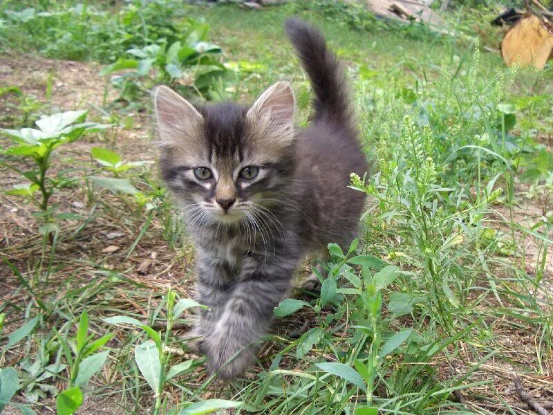 Striped Kitten in Grass — Green, Calm
