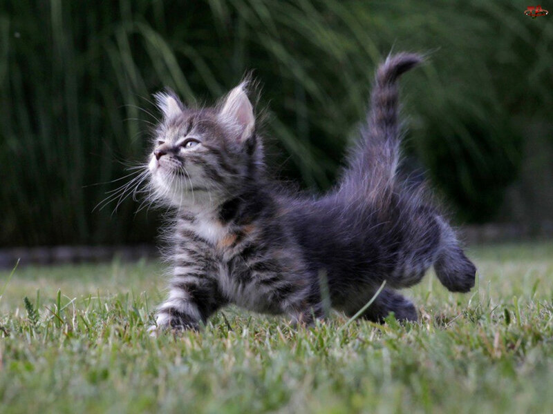 Striped Kitten in Grass — Green, Curious, Afternoon