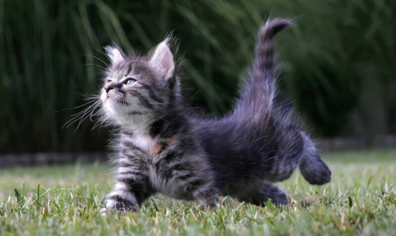 Striped Kitten in Grass — Green, Curious