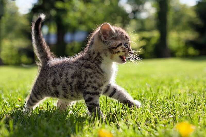 Striped Kitten in Grass — Green, Playful, Afternoon