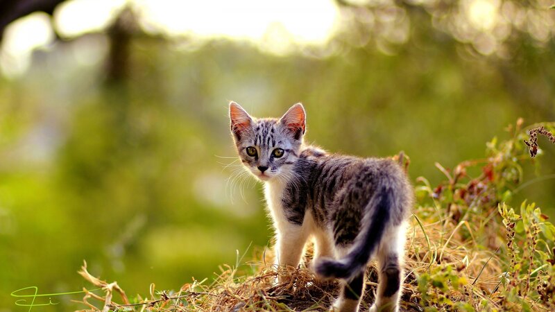 Striped Kitten in Grass — Green, Serene, Afternoon