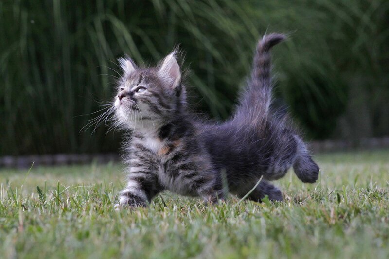 Striped Kitten in Grass — Green