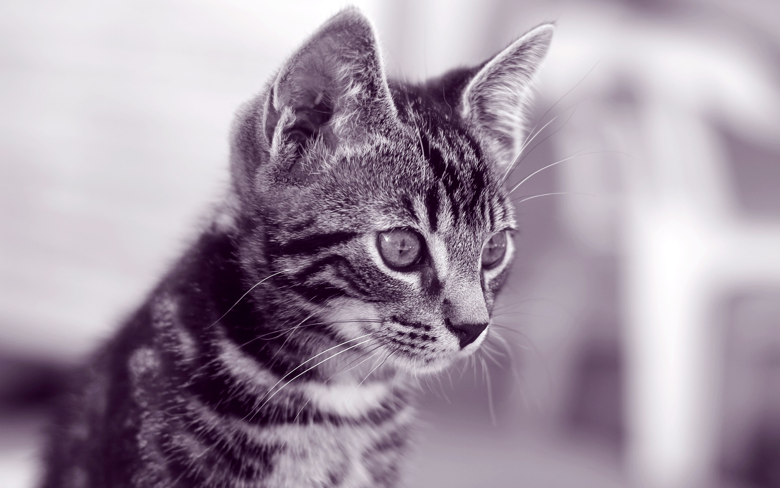 striped kitten in monochrome