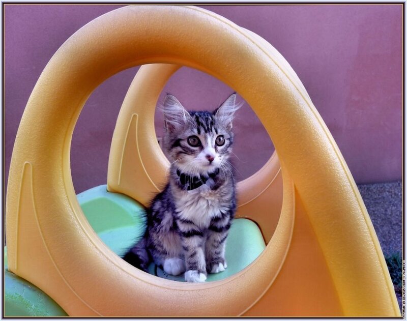 Striped Kitten in Toy