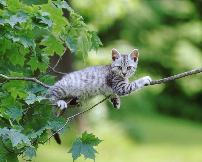 Striped Kitten in Tree