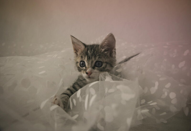 Striped Kitten in Tulle
