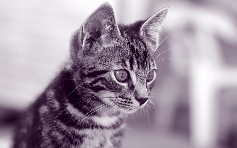 striped kitten looking away