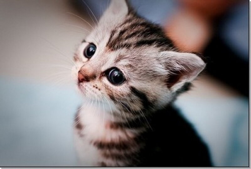 Striped Kitten Looking Up