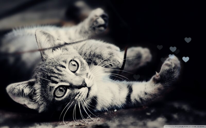 Striped Kitten Lying Down — Black, Playful