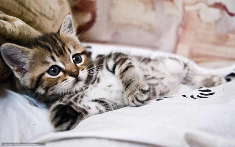 Striped Kitten Lying Down — Brown, Calm