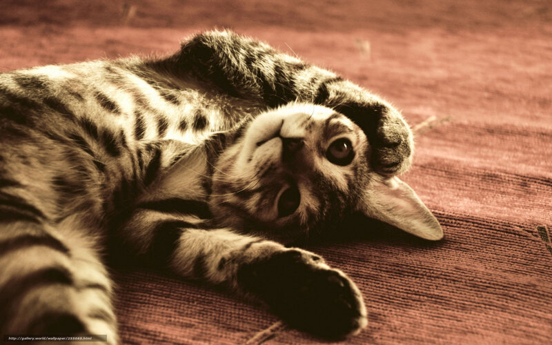 Striped Kitten Lying Down — Brown, Relaxed