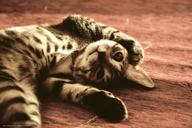Striped Kitten Lying Down — Brown