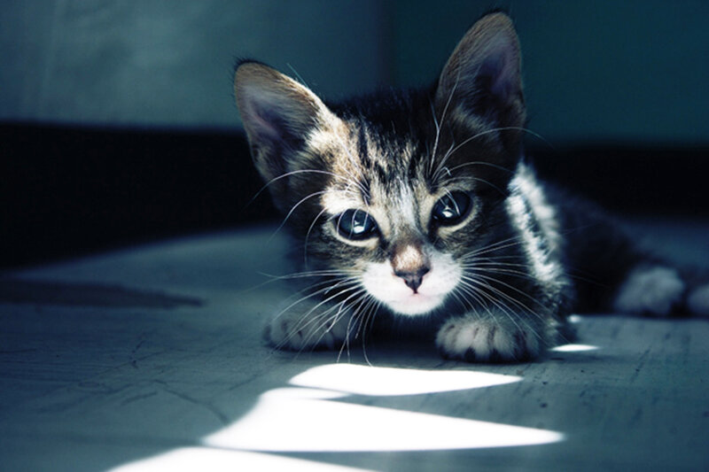 Striped Kitten Lying Down — Gray, Dramatic