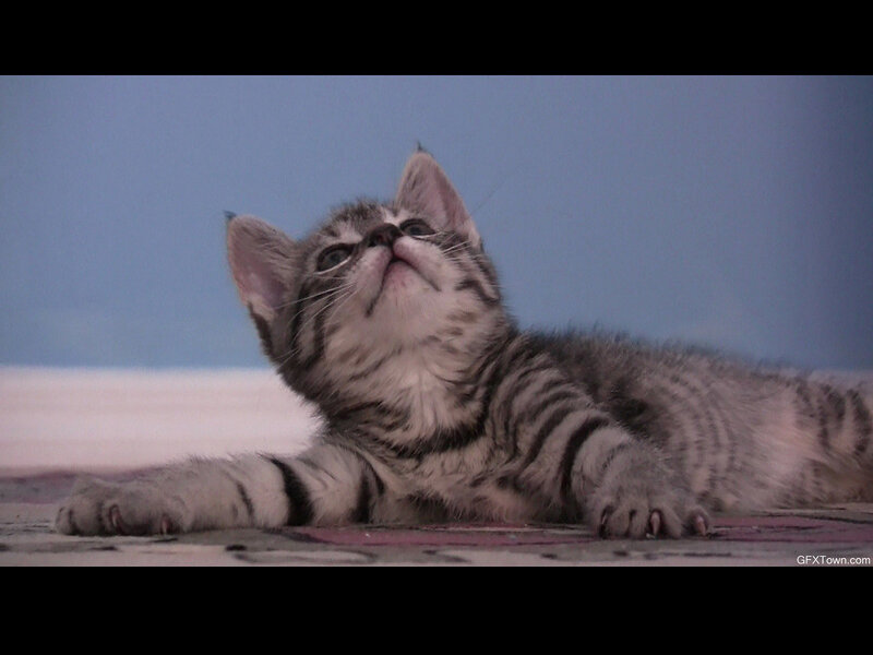 Striped Kitten Lying Down — Gray