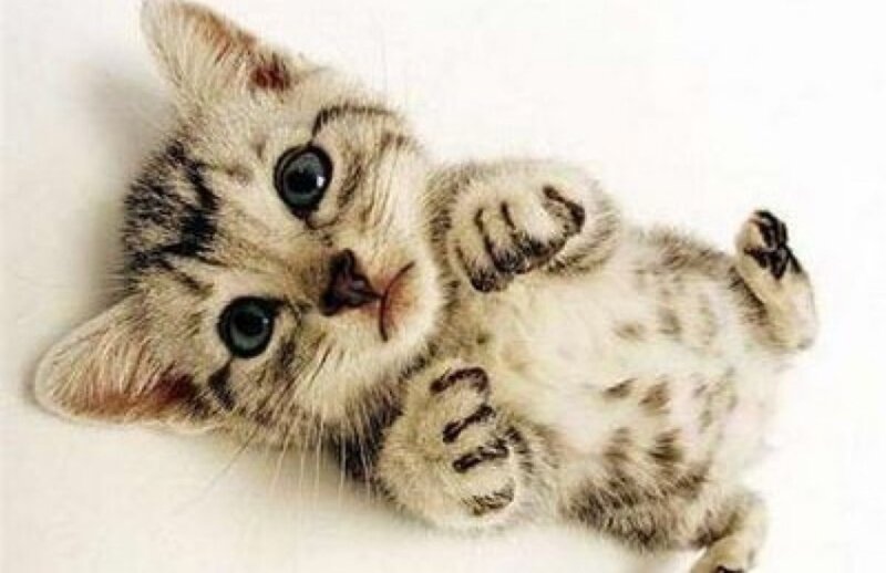 Striped Kitten Lying Down — White