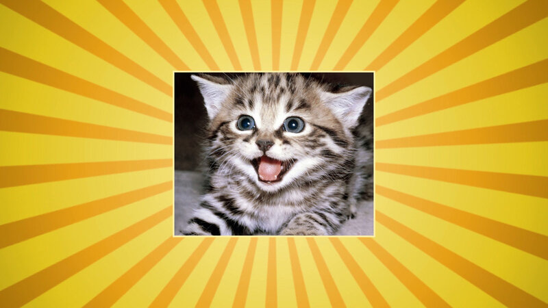 Striped Kitten Meowing