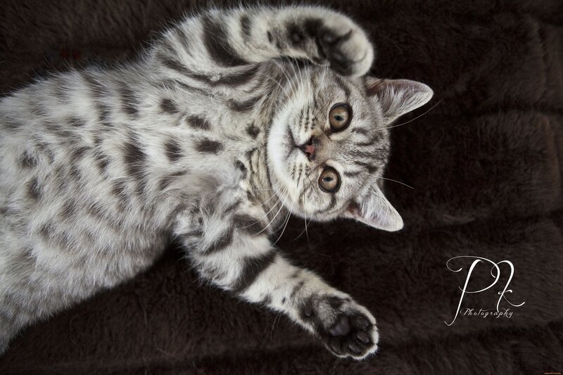 striped kitten on back