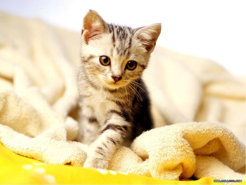 Striped Kitten on Blanket