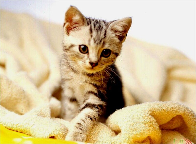 Striped Kitten on Blanket — White