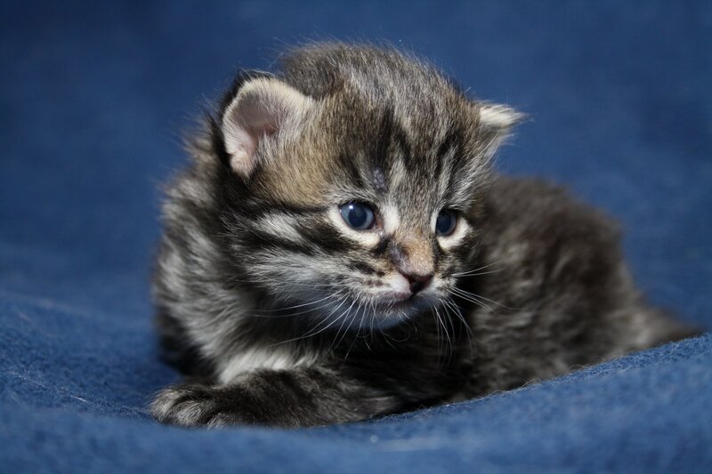 Striped Kitten on Blue
