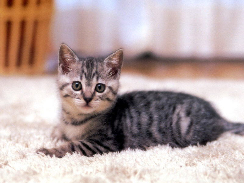 striped kitten on carpet