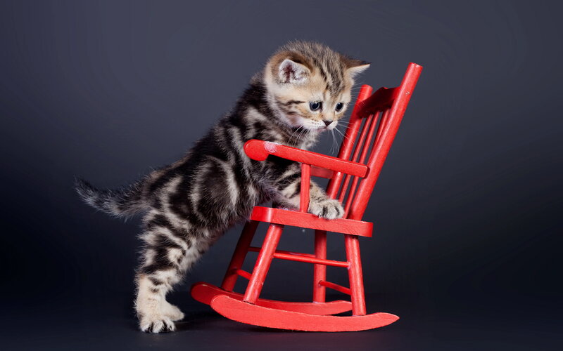 Striped Kitten on Chair