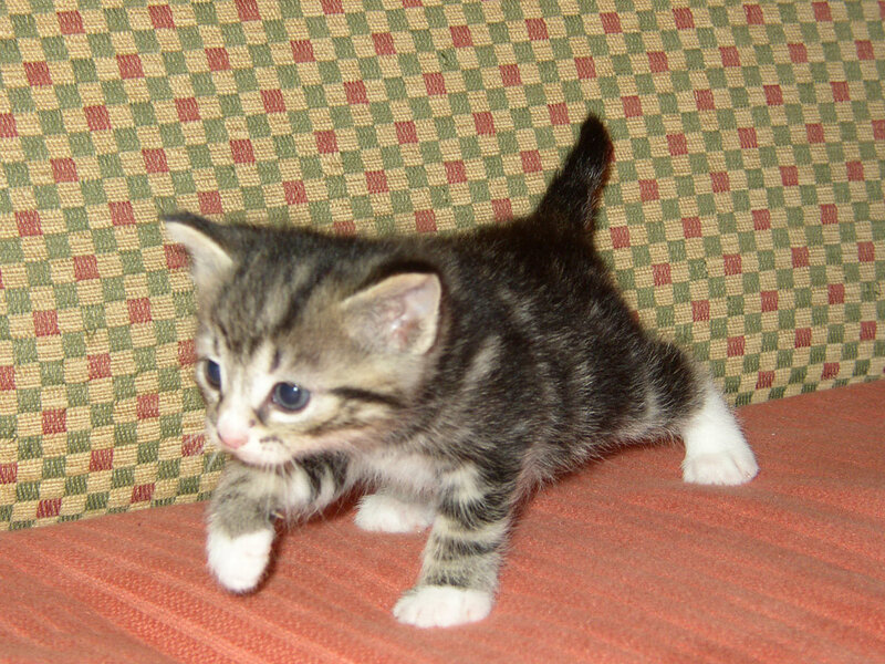 striped kitten on couch