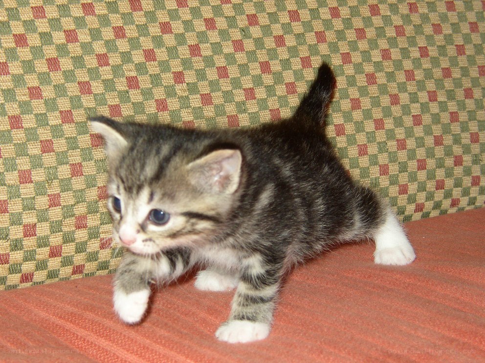 striped kitten on couch