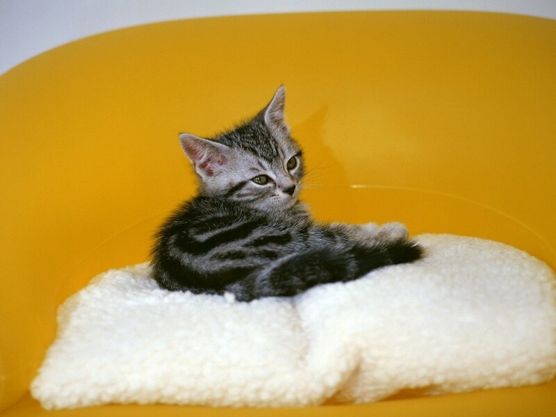 Striped Kitten on Cushion