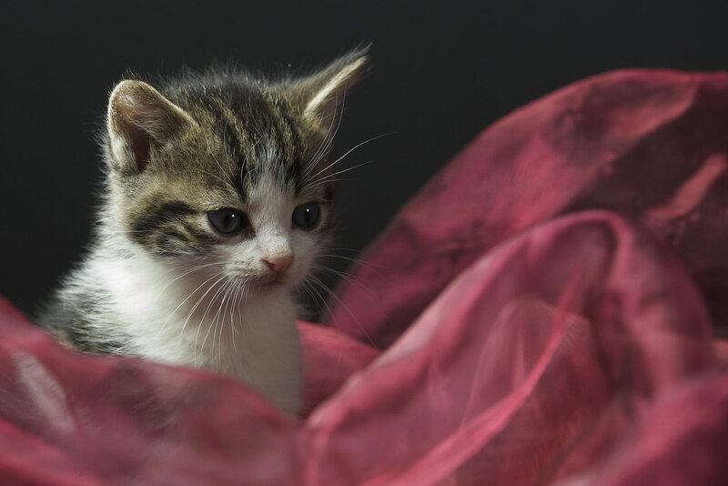 Striped Kitten on Fabric