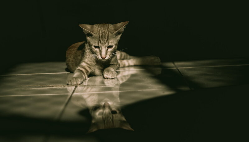 Striped Kitten on Floor — Gray