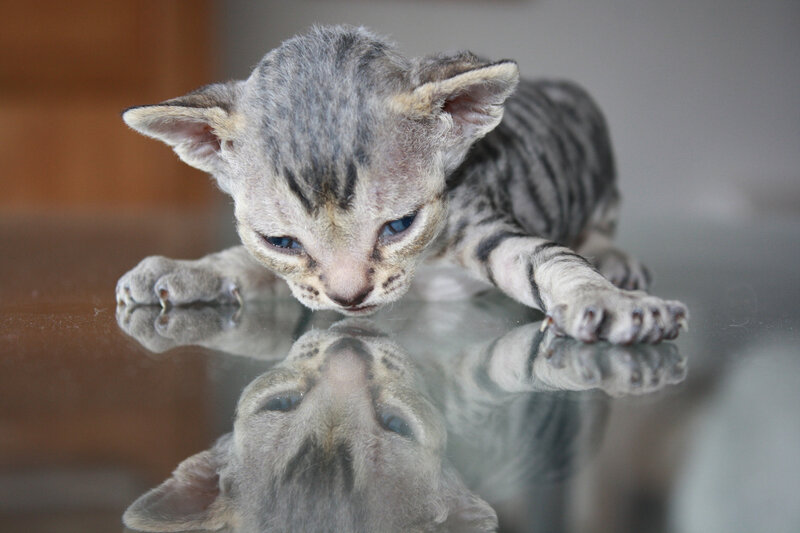 Striped Kitten on Glass