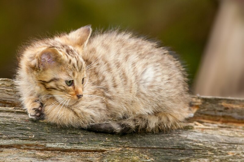 Striped Kitten on Log — Brown