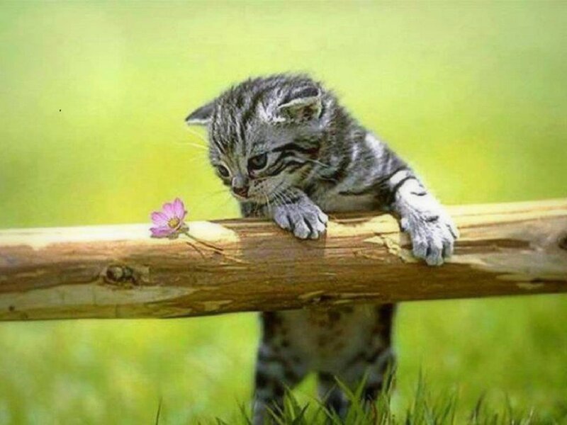Striped Kitten on Log — Green