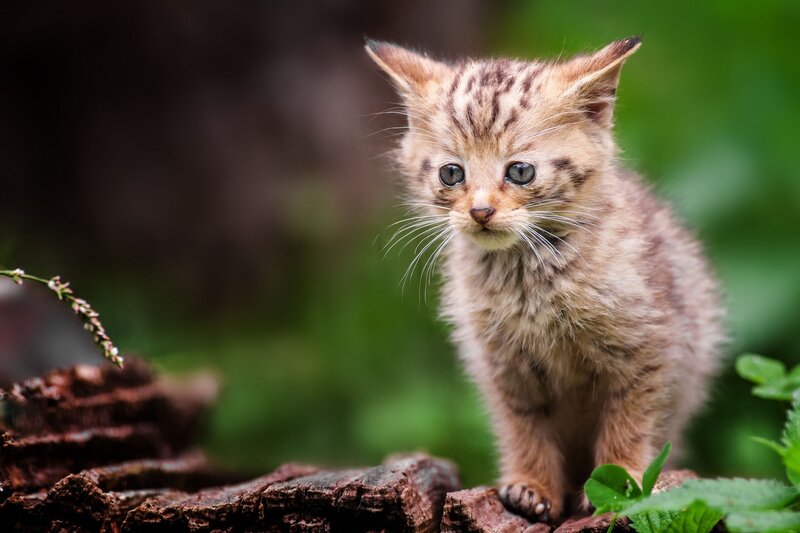 Striped Kitten on Log
