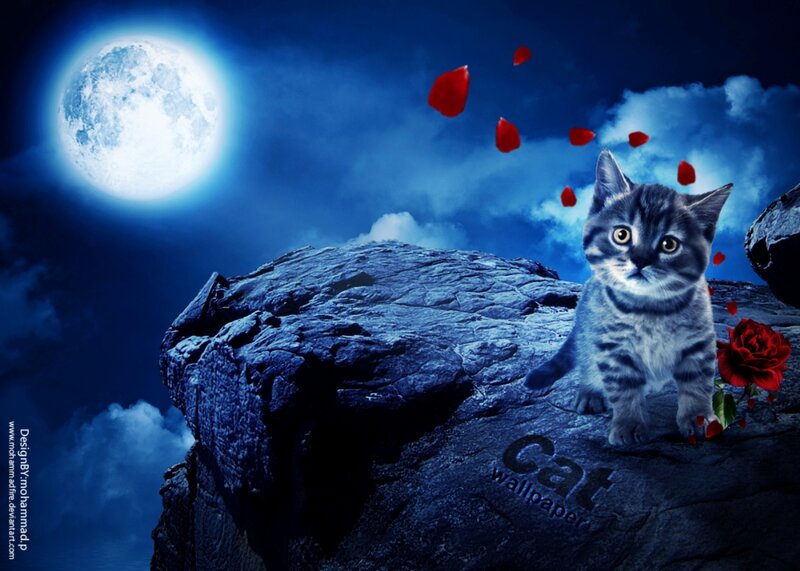Striped Kitten on Rock