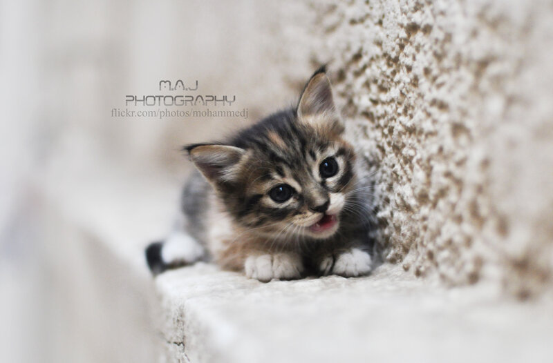 Striped Kitten on Step