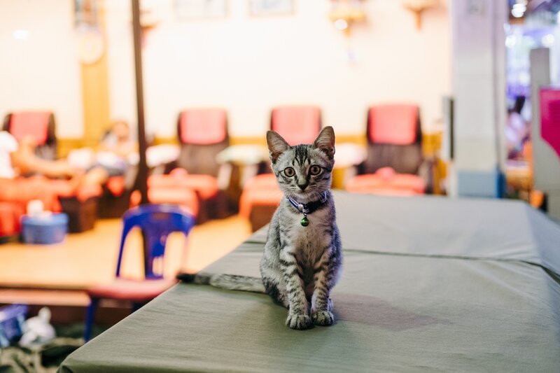 Striped Kitten on Table