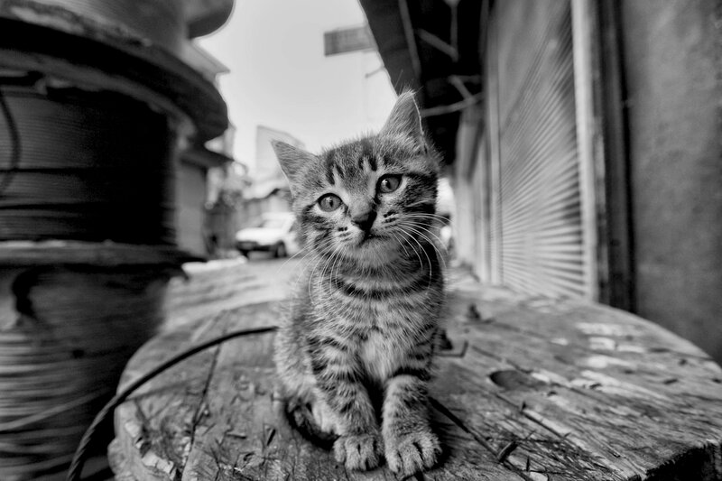 Striped Kitten on Wood — Black