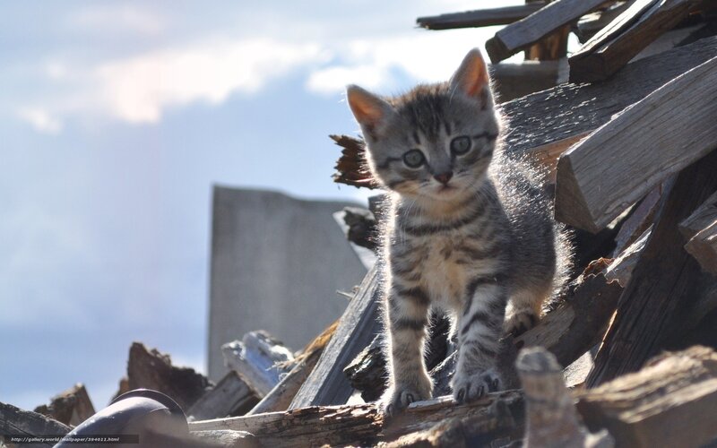 Striped Kitten on Wood — Gray