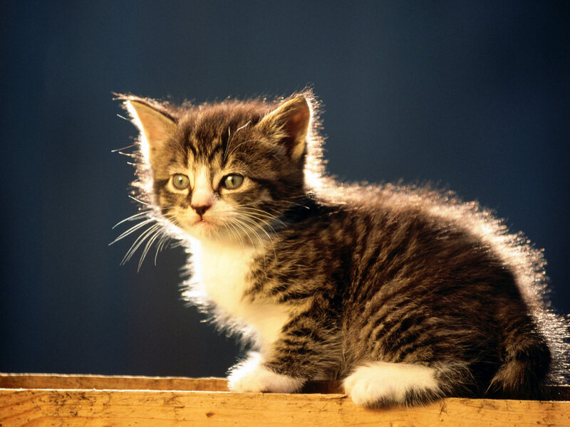 Striped Kitten on Wood