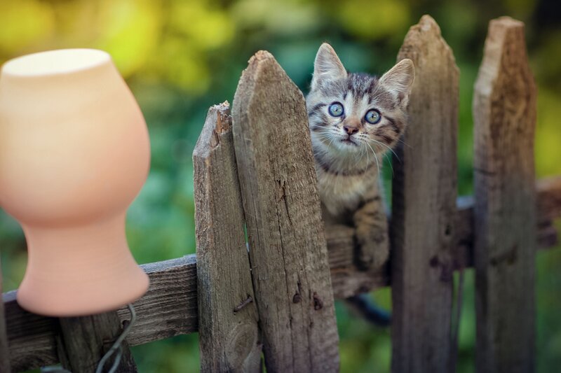Striped Kitten Peeking