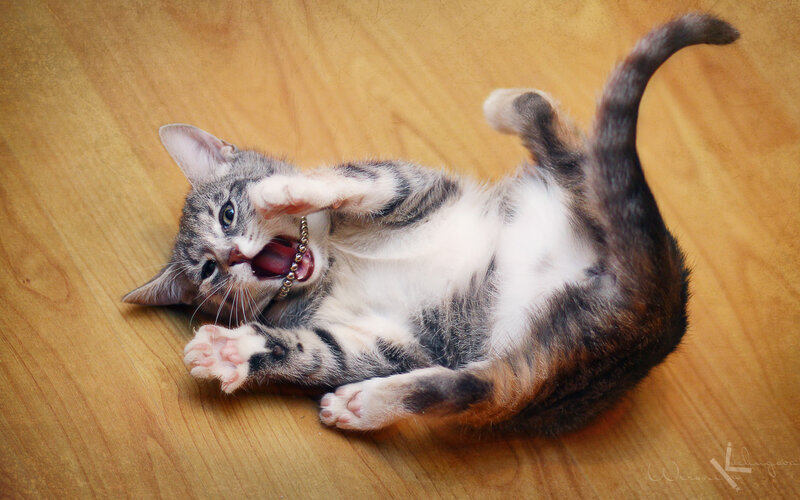 Striped Kitten Playing — Brown